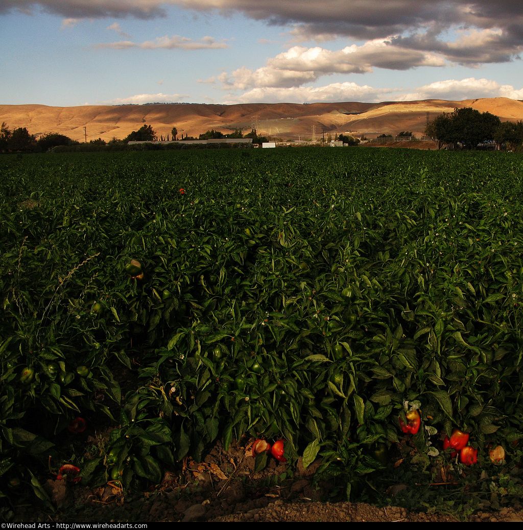 Pepper Farm
