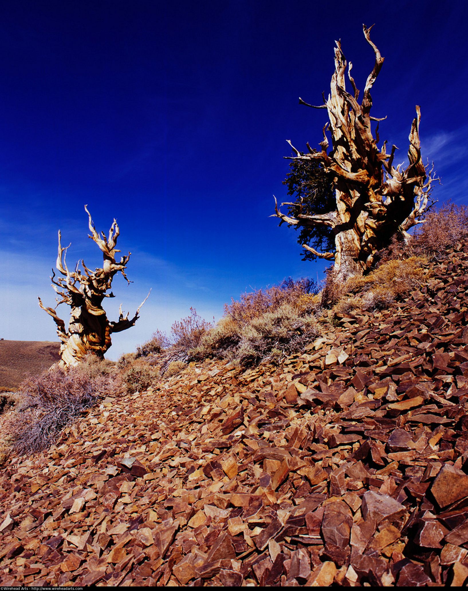 Attack of the zombie trees