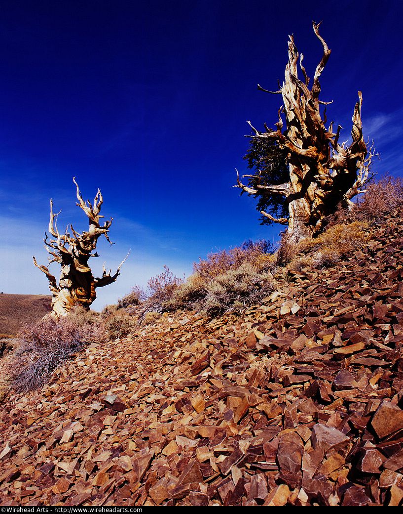 Attack of the zombie trees