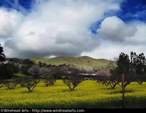 Flowers View