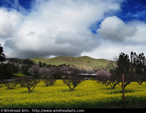 Yellow flowers against a cloudy blue sky with trees and a fence, on Mt. Hamilton Road in Silicon Valley California